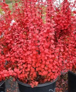 Garden Goods Direct Orange Rocket Barberry