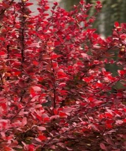 Garden Goods Direct Orange Rocket Barberry