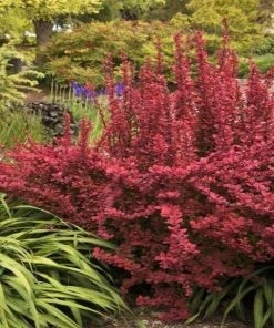 Garden Goods Direct Orange Rocket Barberry