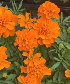Garden Goods Direct Annuals Orange Marigolds
