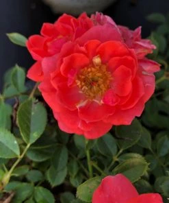 Garden Goods Direct Proven Winners® Color Choice® Oso Easy® Mango Salsa Rose Shrubs 7 Garden Goods Direct Proven Winners® Color Choice® Oso Easy® Mango Salsa Rose Shrubs