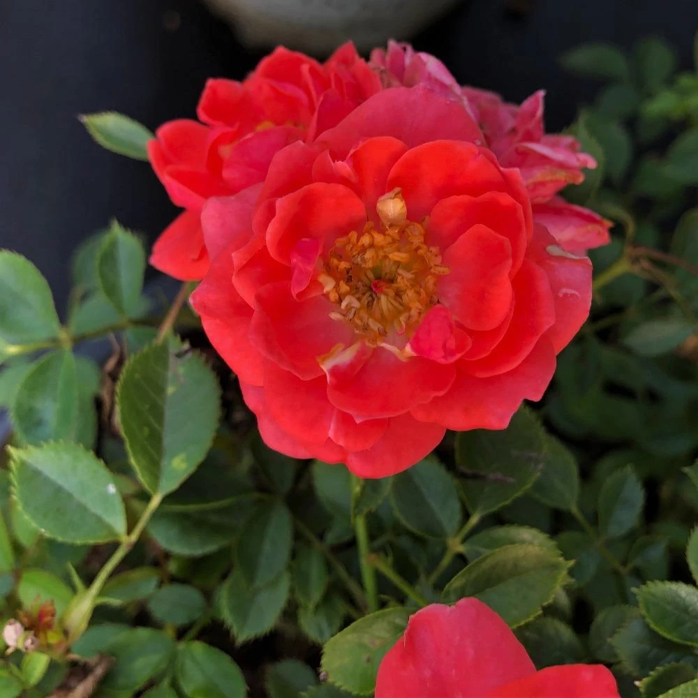 Garden Goods Direct Proven Winners® Color Choice® Oso Easy® Mango Salsa Rose Shrubs 4 Garden Goods Direct Proven Winners® Color Choice® Oso Easy® Mango Salsa Rose Shrubs