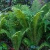 Garden Goods Direct Ostrich Fern