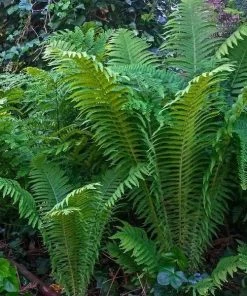 Garden Goods Direct Ostrich Fern