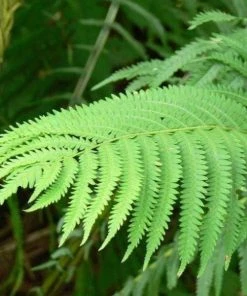 Garden Goods Direct Ostrich Fern