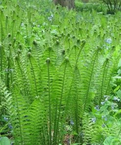 Garden Goods Direct Ostrich Fern 6 Garden Goods Direct Ostrich Fern