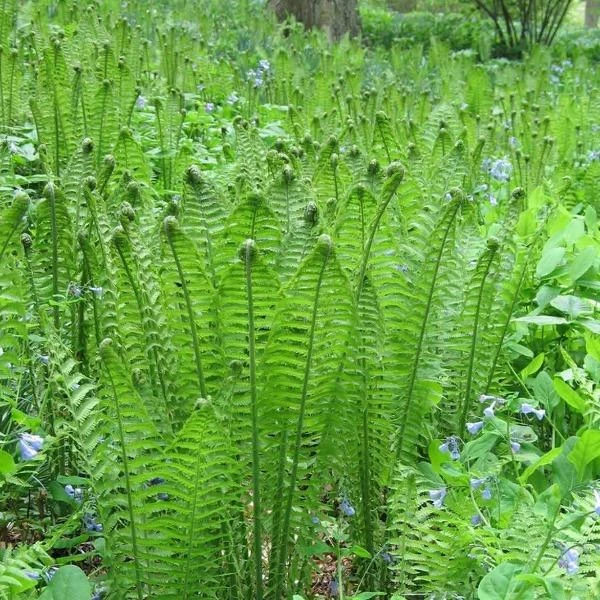 Garden Goods Direct Ostrich Fern 3 Garden Goods Direct Ostrich Fern