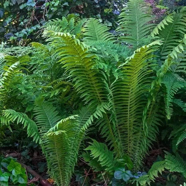 Garden Goods Direct Ostrich Fern 1 Garden Goods Direct Ostrich Fern