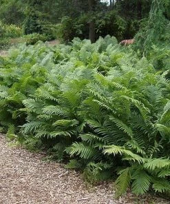 Garden Goods Direct Ostrich Fern 7 Garden Goods Direct Ostrich Fern