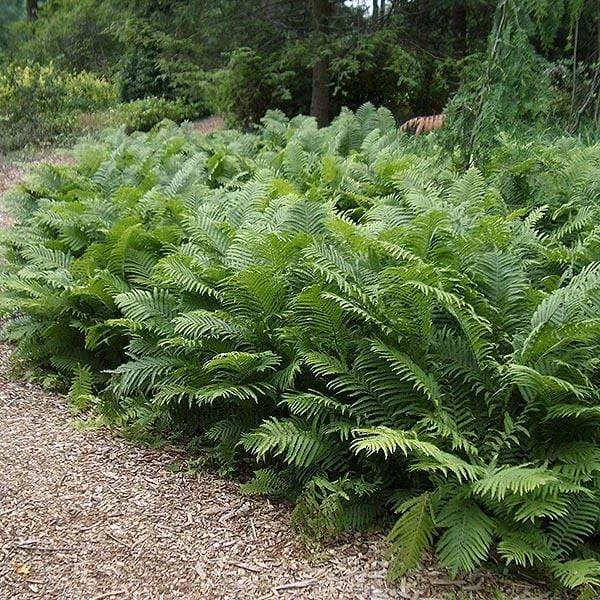 Garden Goods Direct Ostrich Fern 4 Garden Goods Direct Ostrich Fern
