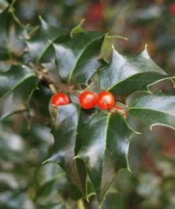 Garden Goods Direct Dragon Lady Holly Trees