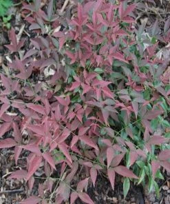 Garden Goods Direct Flirt™ Nandina