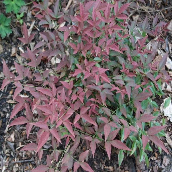 Garden Goods Direct Flirt™ Nandina 2 Garden Goods Direct Flirt™ Nandina
