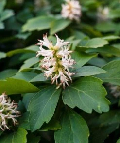 Garden Goods Direct Pachysandra Perennials