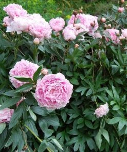 Garden Goods Direct Perennials Sarah Bernhardt Peony