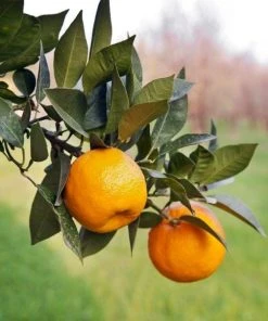 Garden Goods Direct Page Mandarin Tree Citrus 6 Garden Goods Direct Page Mandarin Tree Citrus