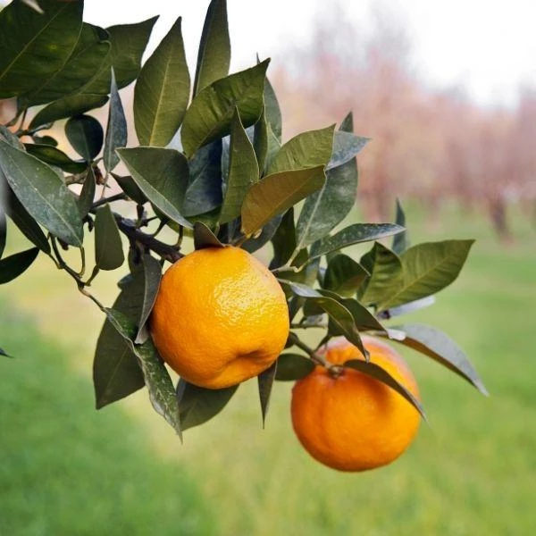 Garden Goods Direct Page Mandarin Tree Citrus 3 Garden Goods Direct Page Mandarin Tree Citrus