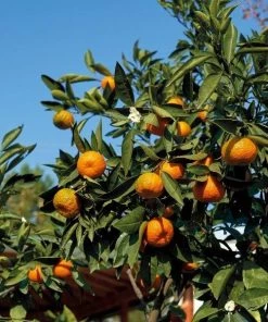 Garden Goods Direct Page Mandarin Tree Citrus
