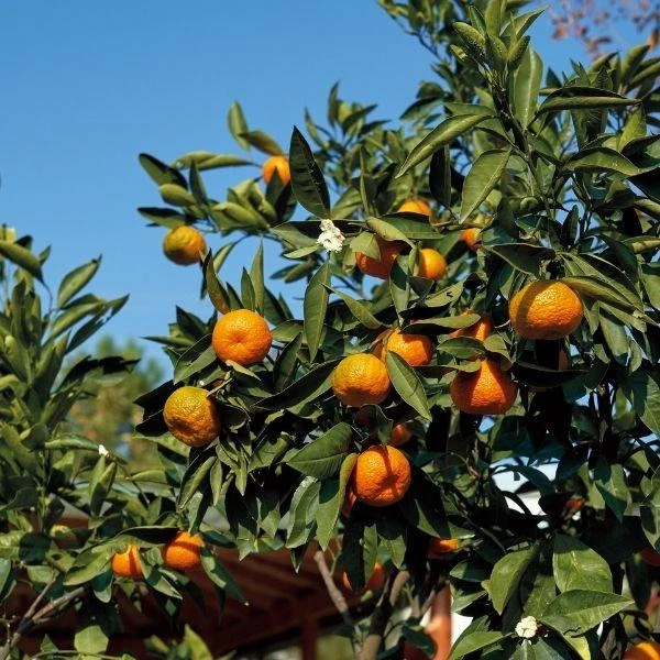 Garden Goods Direct Page Mandarin Tree Citrus 1 Garden Goods Direct Page Mandarin Tree Citrus
