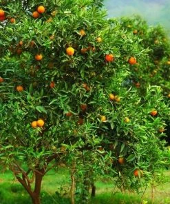 Garden Goods Direct Page Mandarin Tree Citrus