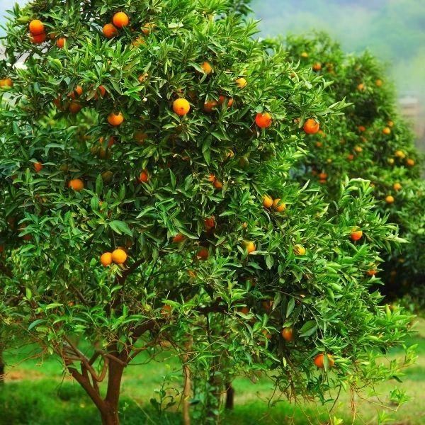 Garden Goods Direct Page Mandarin Tree Citrus 2 Garden Goods Direct Page Mandarin Tree Citrus