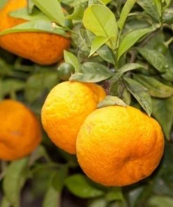 Garden Goods Direct Page Mandarin Tree Citrus 7 Garden Goods Direct Page Mandarin Tree Citrus