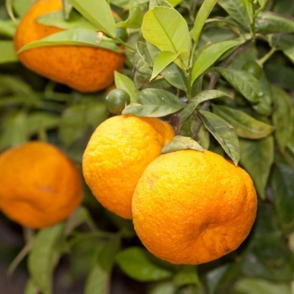 Garden Goods Direct Page Mandarin Tree Citrus 4 Garden Goods Direct Page Mandarin Tree Citrus