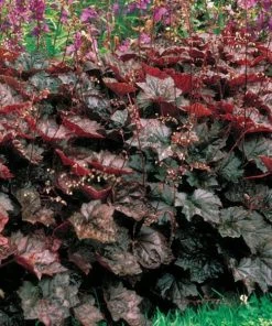 Garden Goods Direct Perennials Heuchera Palace Purple