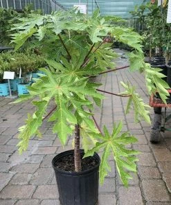 Garden Goods Direct House Plants Papaya Fruit Tree