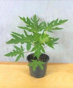 Garden Goods Direct House Plants Papaya Fruit Tree