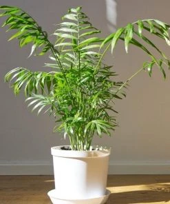 Garden Goods Direct House Plants Parlor Palm