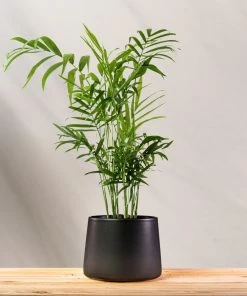Garden Goods Direct House Plants Parlor Palm