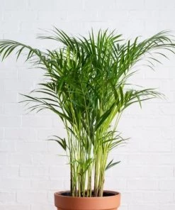 Garden Goods Direct House Plants Parlor Palm