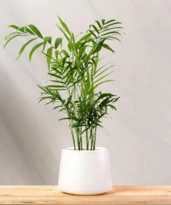 Garden Goods Direct House Plants Parlor Palm
