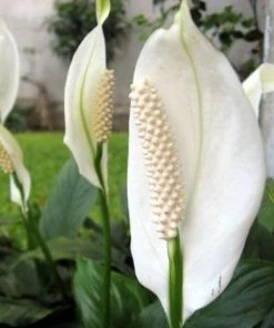 Garden Goods Direct Peace Lily House Plants 16 Garden Goods Direct Peace Lily House Plants
