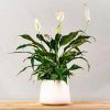 Garden Goods Direct Peace Lily House Plants