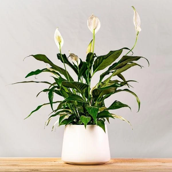 Garden Goods Direct Peace Lily House Plants 1 Garden Goods Direct Peace Lily House Plants