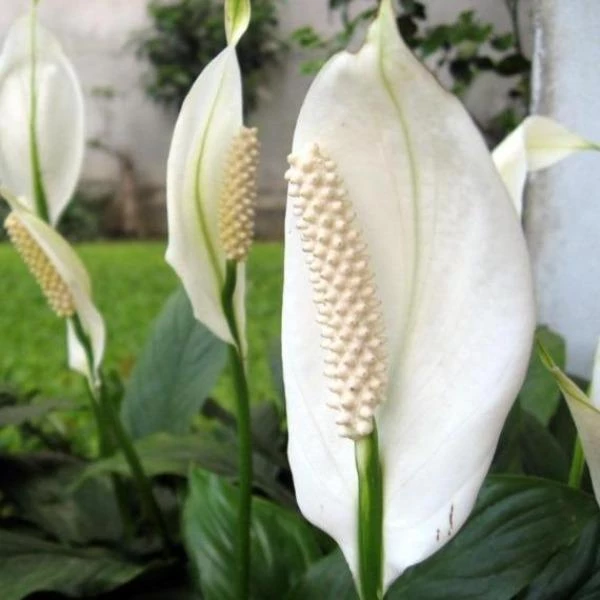 Garden Goods Direct Peace Lily House Plants 4 Garden Goods Direct Peace Lily House Plants