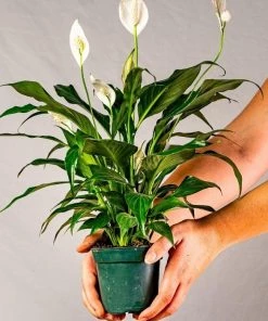 Garden Goods Direct Peace Lily House Plants 24 Garden Goods Direct Peace Lily House Plants