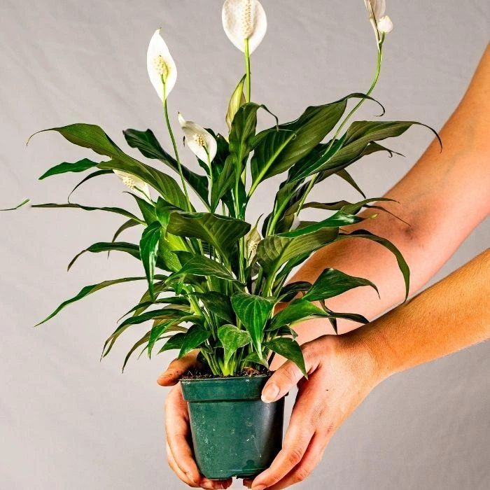 Garden Goods Direct Peace Lily House Plants 12 Garden Goods Direct Peace Lily House Plants