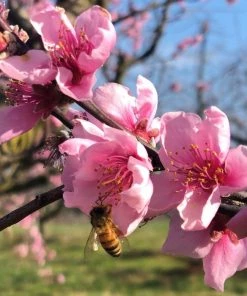 Garden Goods Direct Belle Of Georgia Peach Tree Trees