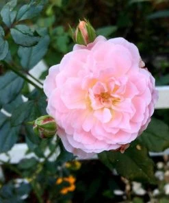 Garden Goods Direct Peach Drift® Rose Shrubs