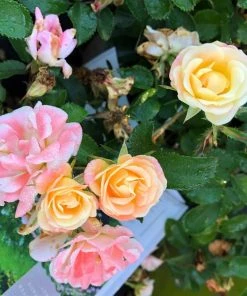 Garden Goods Direct Peach Drift® Rose Shrubs