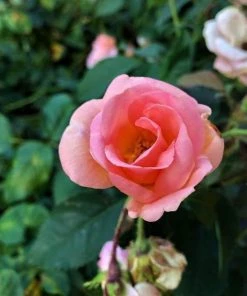 Garden Goods Direct Peachy Knock Out® Rose Shrubs