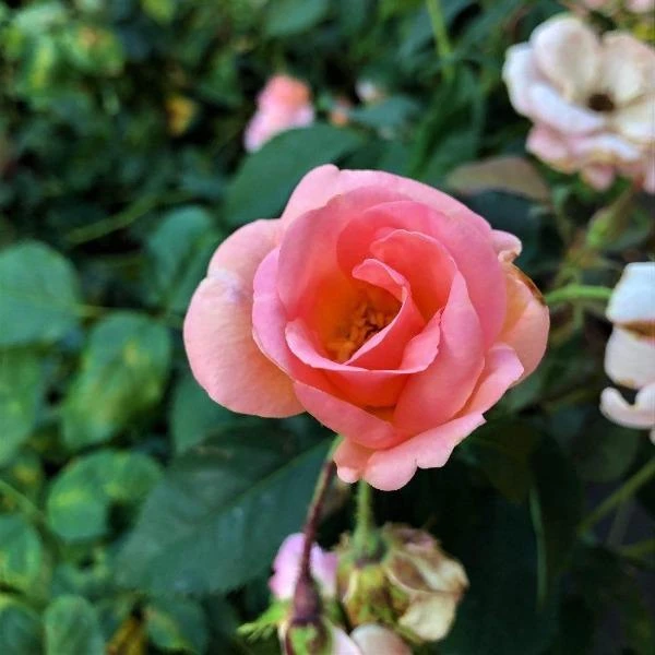 Garden Goods Direct Peachy Knock Out® Rose Shrubs 2 Garden Goods Direct Peachy Knock Out® Rose Shrubs