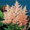 Garden Goods Direct Astilbe Peach Blossom Perennials