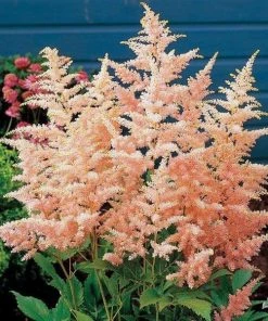 Garden Goods Direct Astilbe Peach Blossom Perennials