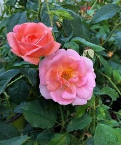 Garden Goods Direct Peachy Knock Out® Rose Shrubs