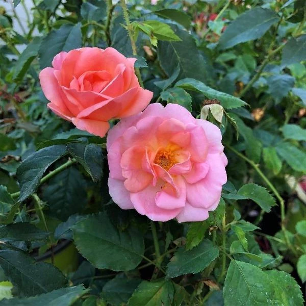 Garden Goods Direct Peachy Knock Out® Rose Shrubs 1 Garden Goods Direct Peachy Knock Out® Rose Shrubs