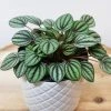 Garden Goods Direct House Plants Peperomia Piccolo Banda